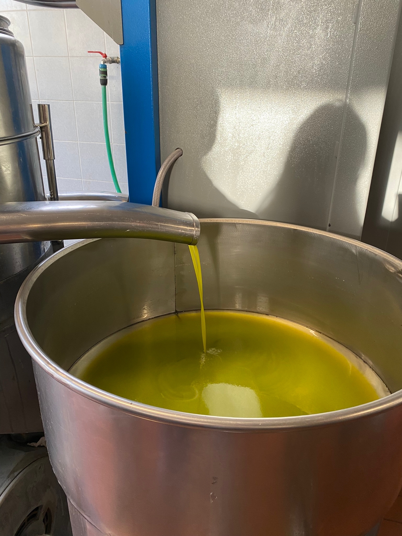 olive oil production